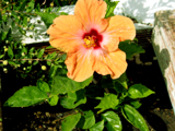 Hibiskus auf der Terrasse